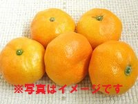 旬のみかん