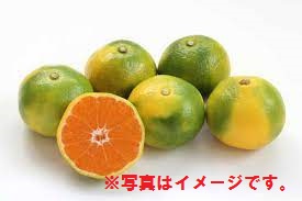熊本県産他 極早生みかん 1ネット