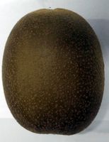 ニュージーランド産 ゴールドキウイ １個