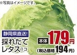 静岡県直送 ●採れたてレタス １個