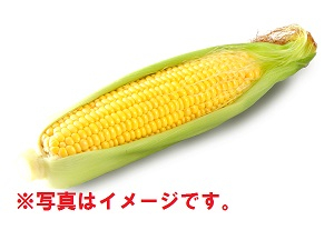 山梨県JAふえふき豊富 ●桜井さんたちのとうもろこし（ゴールドラッシュ） 1本