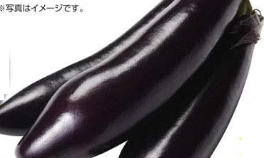 茨城県産 ●長なす 1本