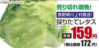 長野県川上村直送 ●採りたてレタス 1個