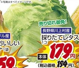 長野県川上村直送 ●採りたてレタス 1個