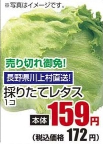 長野県川上村直送 ●採りたてレタス 1個