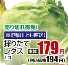 長野県川上村直送 ●採りたてレタス 1個