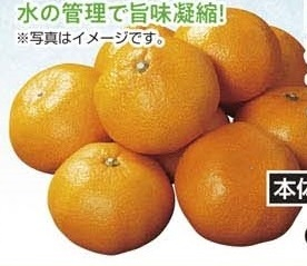長崎県産 ●橋本農園のマルチみかん 1ネット