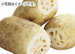 茨城県産 ●宮本３兄弟のれんこん 250g