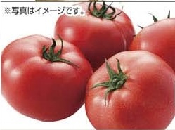 東北産 ●トマト小箱 １箱